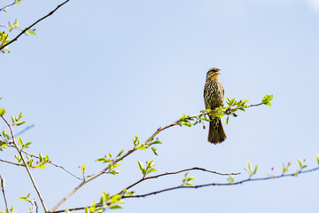 Red-winged blackbird singing atop a tree branch