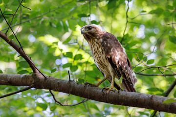 A hawk perched on a branch, surveying its woodland territory