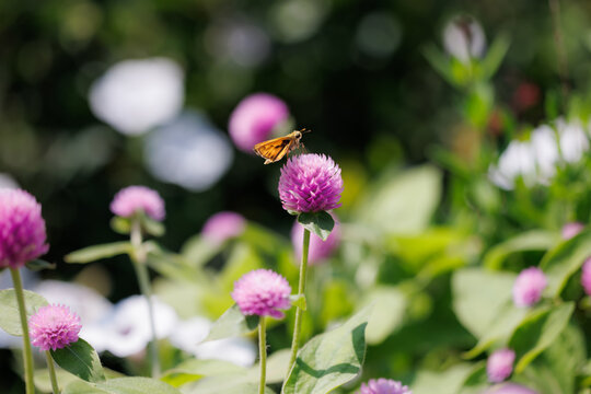 A skipper butterfly and pink gomphrena flowers