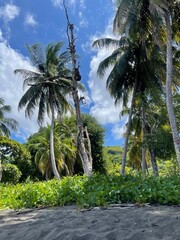Fototapeta premium Tropical beach