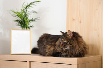 Cute cat lying on commode at home, closeup