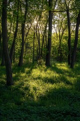 Naklejka premium Sunlight through trees in a lush green forest
