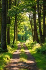 Fototapeta premium Sunlit Path through Lush Green Forest