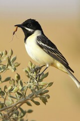 Obraz premium The tan-flanked prinia (Prinia subflava), Kruger National Park
