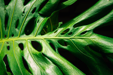 A leaf with holes in it. The holes are small and scattered. The leaf is green and has a unique shape