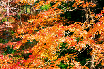 Bright Orange Autumn Leaves on Tree Branches