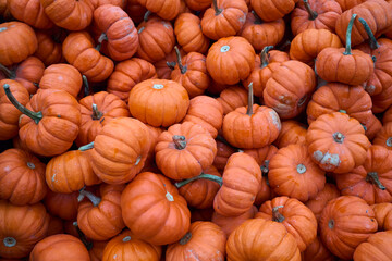 Autumn tiny orchard sugar pumpkins in a crate