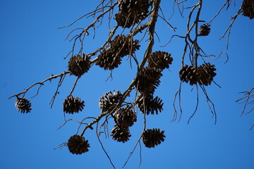 pinecones pine tree's seeds