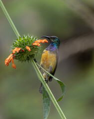 Fototapeta premium Regal sunbird (Cinnyris regius regius