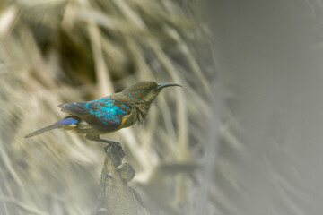 Regal sunbird (Cinnyris regius regius
