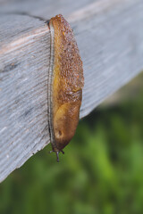 Greenhouse Slug Ambigolimax valentianus . Family keelback slugs Limacidae .