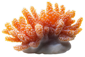 Vibrant Coral Reef: Close-Up of Underwater Life