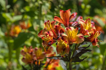 Inkalilien (Alstroemeria) © AnnaReinert