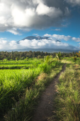 A volcano in the distance with rice fields in the foreground.