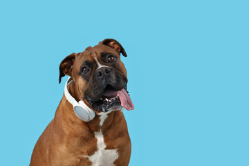 Cute Boxer dog with headphones on blue background, closeup