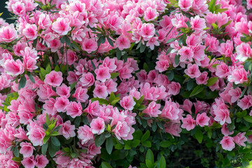  Vibrant cluster of pink azalea flowers in full bloom, set against lush green leaves, showcasing the beauty of springtime blossoms in a natural garden setting.