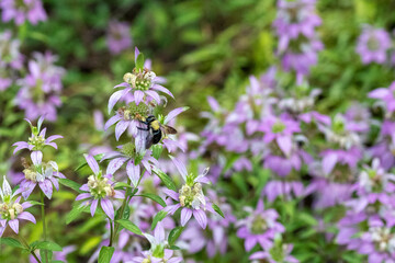 Pollinator on purple flowers