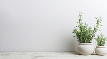 Rosemary in a white vase on a white marble background.