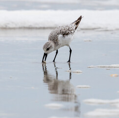 Sanderling beach bird eating at the beach