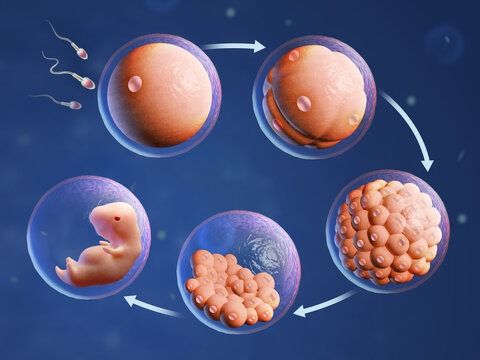 Human fertilization and embryonic development