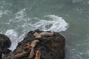 Point Dume Seals
