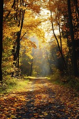 Sunbeams in the Fall Forest, Pathway Through Golden Trees