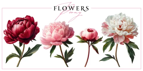 Schilderijen op glas Geschilderde Bloemen Garden peony flowers isolated on a white background. Vintage painting style illustration.   © Anna