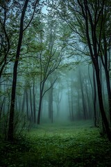 Fototapeta premium Mysterious Foggy Forest Path, Woodland Landscape