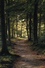 Obraz premium Sunbeams through the trees on a forest path