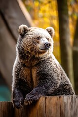 Obraz premium Brown Bear Sitting on a Wooden Fence with Blurry Autumn Foliage in Background