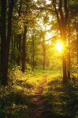 Fototapeta premium Sun shining through trees in a forest with a path leading into the woods