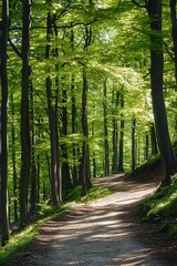 Obraz premium Sunlit Path Winding Through Lush Green Forest