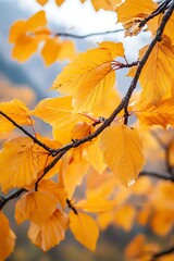 Obraz premium Close up of bright yellow autumn leaves on a branch against a blurred background