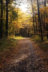 Obraz premium Sunbeams through autumn forest trees on path leading to light, nature landscape photography