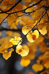 Obraz premium Golden autumn leaves close up on a branch backlit by the sun