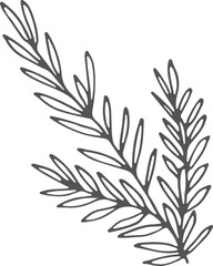 Rosemary branch doodle. Food herb drawn icon