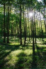 Obraz premium Sunlight shining through the trees in a lush green forest