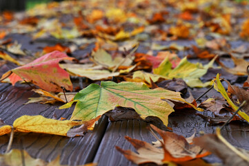 Autumn leaves fall foliage scattered across wooden table, maple leaf