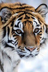 Fototapeta premium Close up of a majestic Siberian tiger in the snow