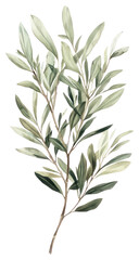 Obraz premium PNG Olive plant leaf art illustration.