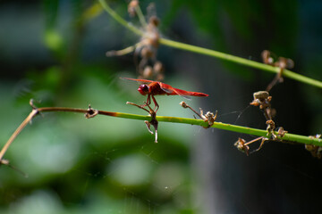 Dragonfly, water, nature, pond, lake, green, reflection, river, Insect, blue, leaf, grass, plant, flower, summer, spring, rain, animal, lily, wildlife, beauty, wet, wave, red, wings
