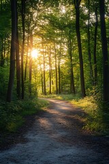 Fototapeta premium Golden sunlight shining through the trees on a path in the forest