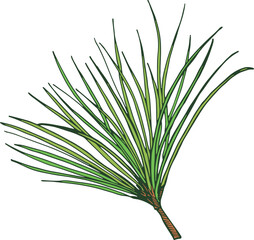 Pine needles color icon. Evergreen plant foliage