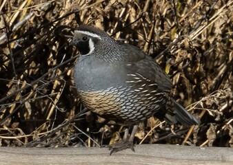 California quail perched a fence in the Steens mountains Oregon