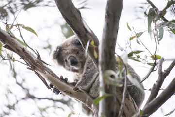 Koala Resting in a Tree Among Eucalyptus Branches on a Sunny Day, Raymond Island, Australia