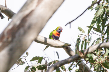A Vibrant Rainbow Lorikeet Perched on a Branch
