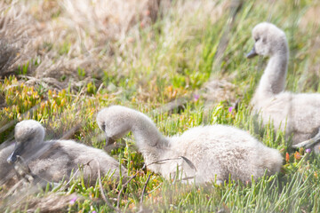 Three Fluffy Goslings Resting in a Grassy Meadow, Raymond Island, Australia