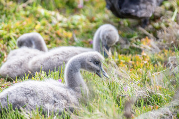Peaceful Cygnets Resting in a Lush Green Meadow