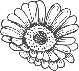 Daisy sketch. Hand drawn flower. Nature blossom