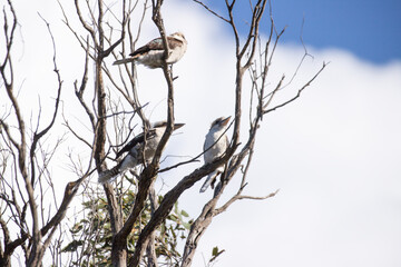 Three Kookaburras Perched on Bare Tree Branches Against Blue Sky